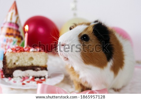 It's the Guinea pig's birthday. She is sitting on the Mat next to a piece of birthday cake. A candle is burning on the cake. Balloons on the background. Soft picture, slightly out of focus.