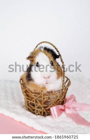 A Guinea pig is sitting in a wicker basket. Next to it is a pink bow. The background is white. Soft picture, slightly out of focus.