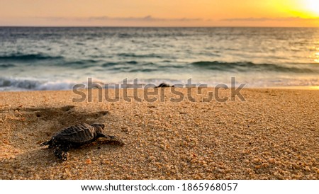 Baby turtles liberation in a secret beach in Mexico