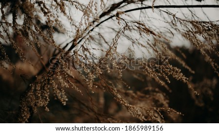 Beautiful fall winter plant life blowing in the wind on the edge of a mountain side forest. Sky is white as it is about to snow in the photo. Branches were moving in a calm soothing way in nature.