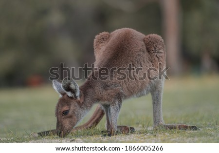 Nature and Wildlife in Western Australia
