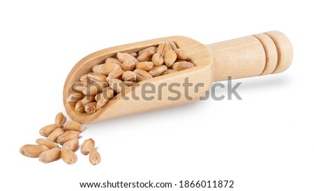 close up Spelt grain wheat in wooden scoop isolated on white background Royalty-Free Stock Photo #1866011872