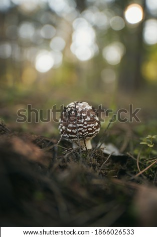 close up of poison forest mushroom