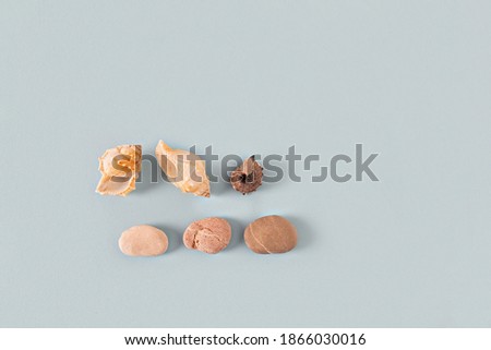 three shells and three sea stones on a gray-blue background