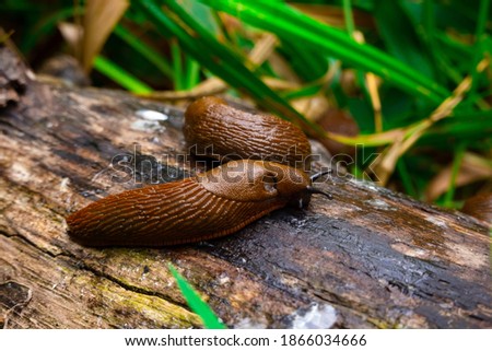 Close up view of common brown Spanish slug on wooden log outside. Big slimy brown snail slugs crawling in the garden Royalty-Free Stock Photo #1866034666