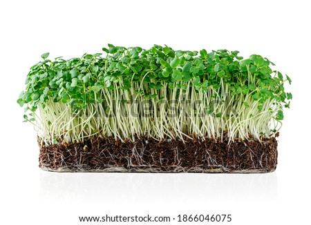 Growing micro greens arugula sprouts with potted soil isolated on white background. Clipping path Royalty-Free Stock Photo #1866046075
