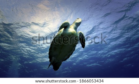 Underwater photo of sea turtle swimming towards the surface. From a scuba dive off the coast of the island Tenerife in the Atlantic Ocean. Canary Islands - Spain.