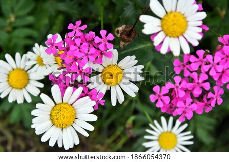 Beautiful white camomile flowers with selective focus and blurred pink flowers on background. Romantic chamomile on the flowerbed. Seasonal spring flowers. Tender daisy.