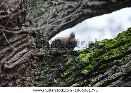 A beautiful squirrel on a high tree in moss gnaws a nut