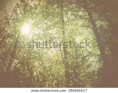 A filtered  impression image of sunshine through spring forest canopy.