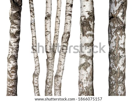 set of natural birch trunks isolated on white background