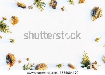 Winter or autumn concept flat lay with frost leaves, copy space.