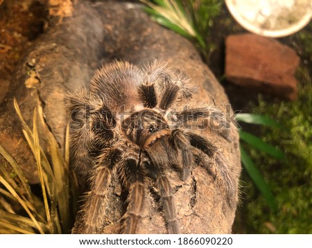 Phormictopus Cancerides , the Haiti brown tarantula or just the Haiti tarantula, is a web spider in the Theraphosidae tarantula family.
