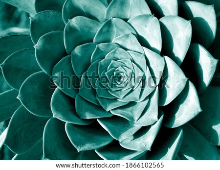 Tidewater Green echeveria tropical plant creative abstract toned background.Modern texture.Contemporary art.Color of the year 2021.Selective focus. Royalty-Free Stock Photo #1866102565