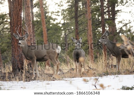 Mule Deer pictures in Bailey Colorado
