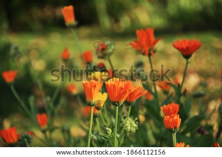 field of calendula flowers, summer garden 