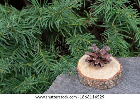 Christmas background with fir branches and cones, selective focus, copy space. Top view