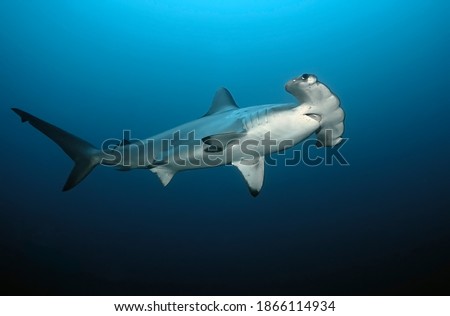 Detail of a hammerhead (Sphyrna lewini) swimming in the blue Royalty-Free Stock Photo #1866114934