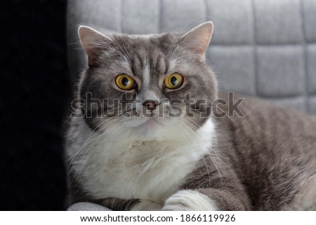 Studio portrait British Cat on gray chair with yellow eyes. Close-up. The cat looks at the photographer. Selective focus.
