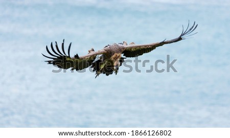 Griffon vulture (Gyps fulvus) in Sonabia peak of Oriental Coastal Mountain Range by the Cantabrian Sea in Castro Urdiales Municipality of Cantabria Autonomous Community of Spain, Europe