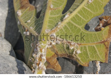 mealybug on a leaf figs  