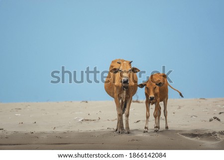 Two cow in the beach with clear blue background