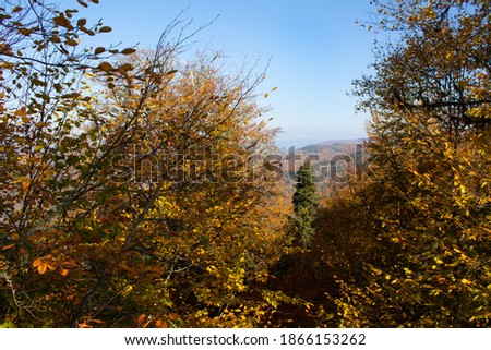 Beautiful colors of autumn trees and the sky view