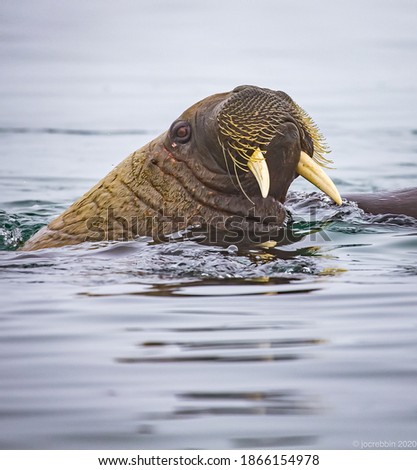 Tough whiskers surround the mouth and tusks on young walrus near