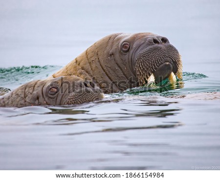 Mother walrus with her young calf swim in the cold Norway waters