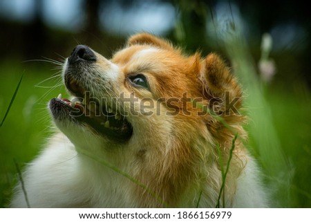Photo of dog - Pomeranian