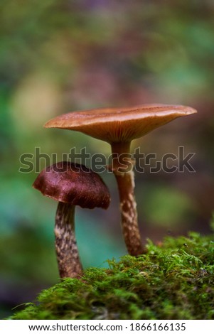 Parasite mushroom colony growing on a tree stump