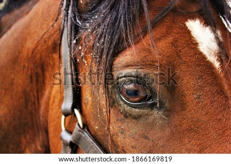 Horse portrait, close up eye.