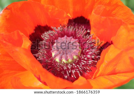 Opened red poppy flower close-up, with pistil and stamens