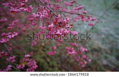 Frozen Euonymus Europaeus Branch And Soft Green Meadow Background. Beautiful Pink Flowers Of European Spindle Tree. 