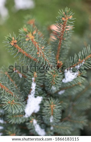 Closeup sprout of blue spruce covered with snow