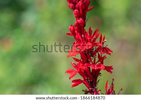 Close up of a red cardinal flower (lobelia cardinalis) in bloom Royalty-Free Stock Photo #1866184870