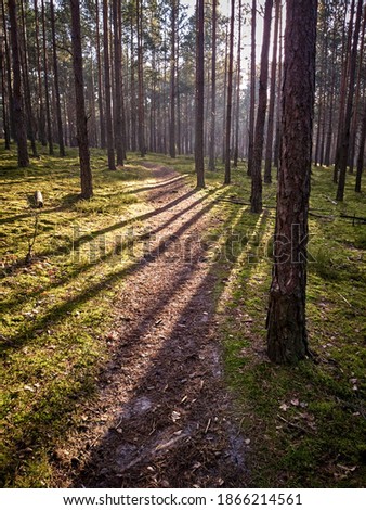 Pine trees casting shadows on a footpath during sunny day in autumn.