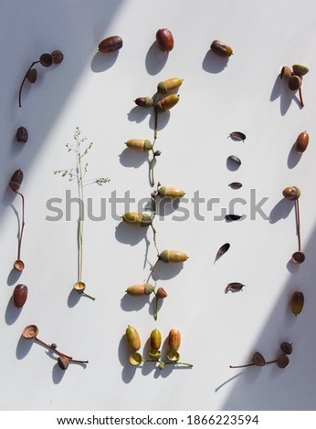 Composition with acorns and dry grass on a white background