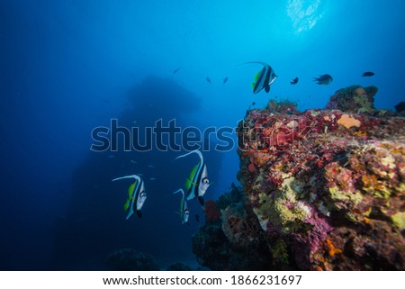 Colorful butterfly fish swim close to the reef