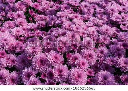 Purple chrysanthemum flower background，Beautiful  Garden.