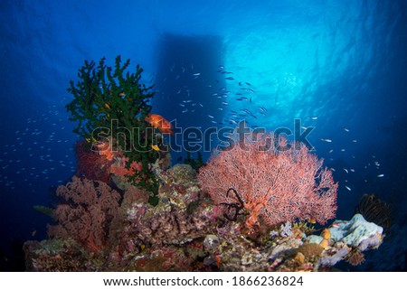 Healthy hard corals and fish on the reef