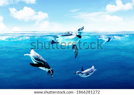 Close up of Humboldt Penguins swimming in water under blue sky. Shot in the wilderness
