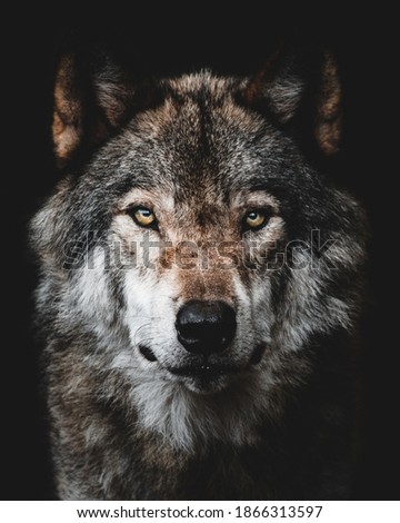 A portrait of a wolf