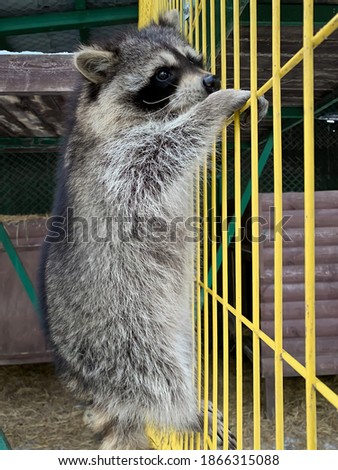 Raccoon gargle funny cute young climbs the top on the wall in the zoo sitting