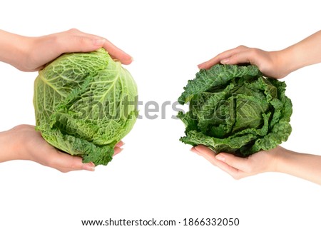 Green cabbage isolated on white background. In woman hands.  Royalty-Free Stock Photo #1866332050