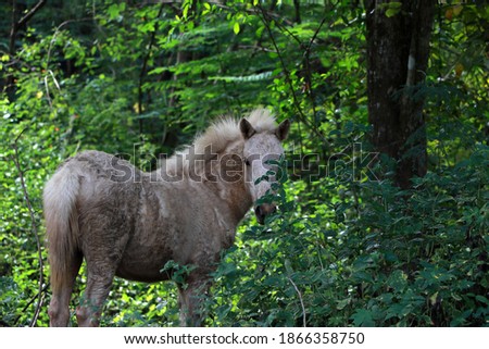 A sloppy white horse in the forest green trees.
