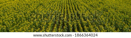 Aerial view from drone of sunflower fields, panorama landscape.