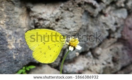The Clouded Yellow Butterfly in the Park with Background Stone Wall