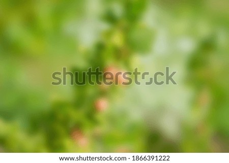 Blurred abstract photo of berries on a branch