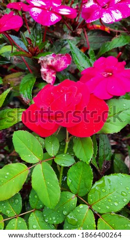 cute rose image for gift or wall paper